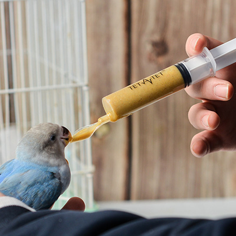 Baby Food Youtube - Food Feeding Needle 1 Set Bird