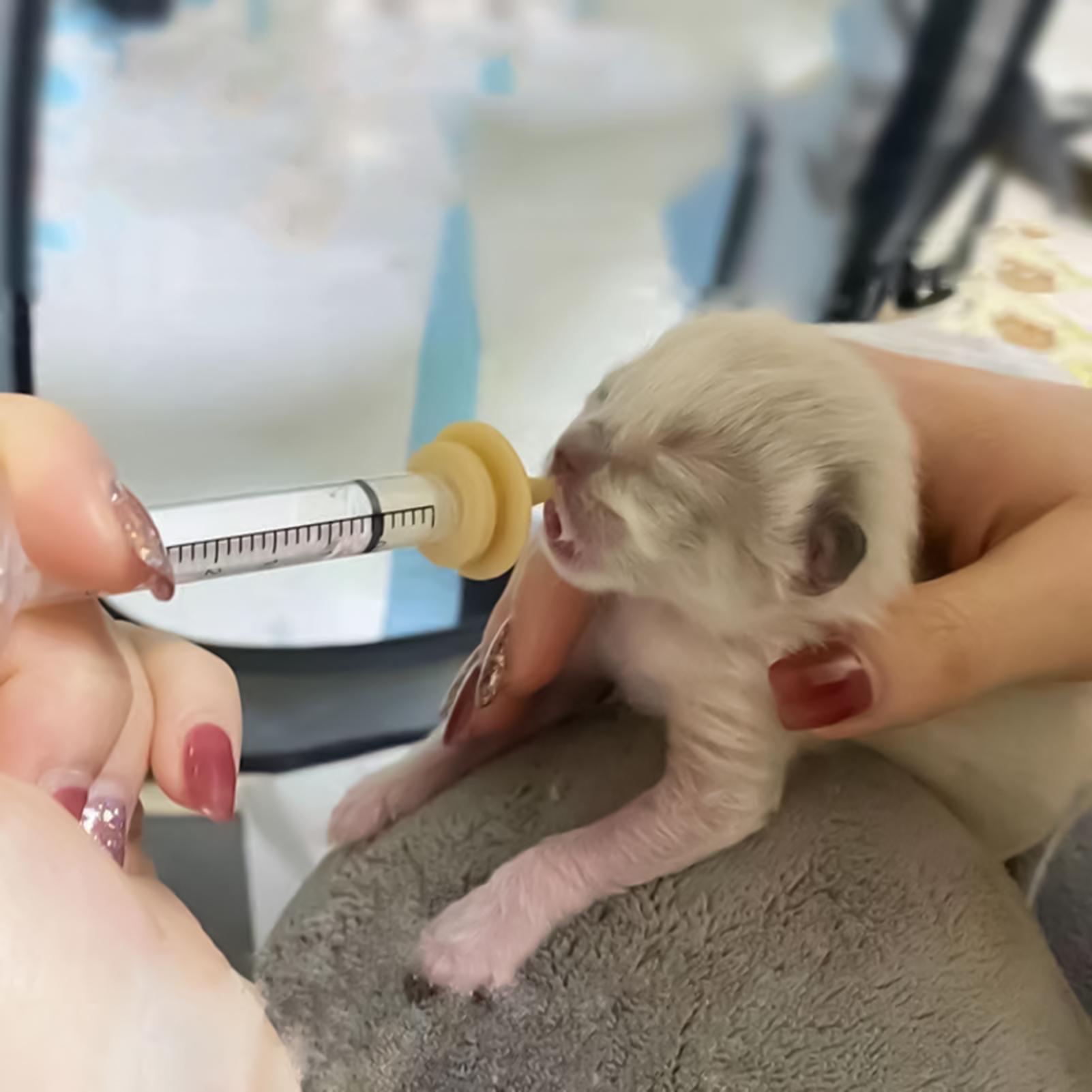 Baby Bird Feeding Syringe Reus – Baby Food Youtube Bewertung und Preis